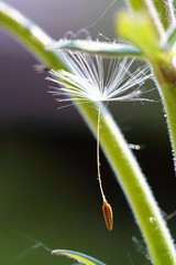 Löwenzahnflieger
