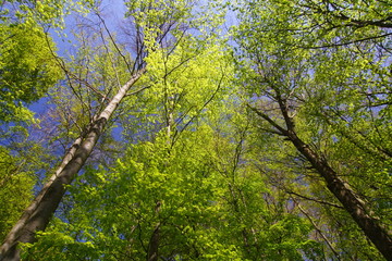 Wald mit frischem Laub im Frühjahr