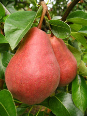 red pears