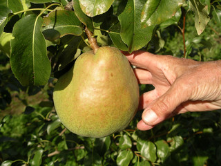 picking a pear