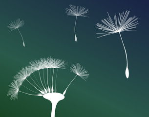 Pusteblume mit Farbverlauf