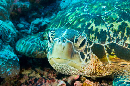 Green turtle resting, Chelonia mydas, Palmyra Atoll