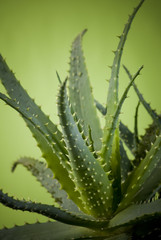 Fototapeta premium aloe