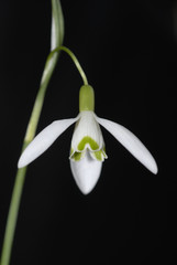 Fototapeta premium Snowdrop on black background