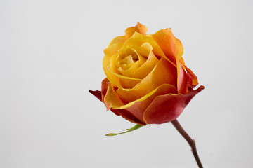 Gelbe Rose auf weißem Hintergrund