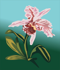 pink orchid flower on green