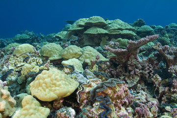 Naklejka na ściany i meble Twarda koral głowy w wewnętrznej laguny Kingman Reef.