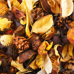 immortelle background