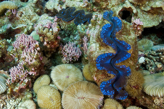 Giant clams and mushroom corals, Kingman Reef.