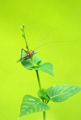 Grasshopper (Orthoptera)