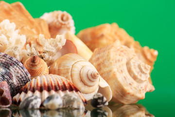 Obraz premium Seashells