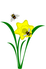 A yellow Daffodil flower with bees