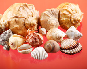 Seashells