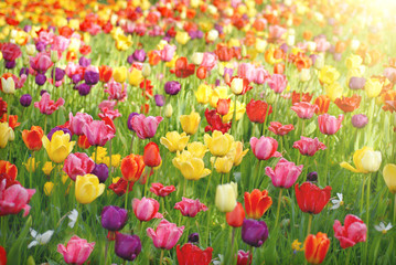 Fototapeta premium Bed of tulips