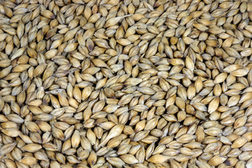 Barley