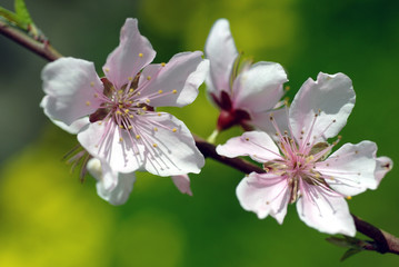 Peach Blossoms