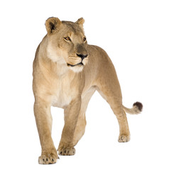 Lioness (8 years) - Panthera leo - obrazy, fototapety, plakaty