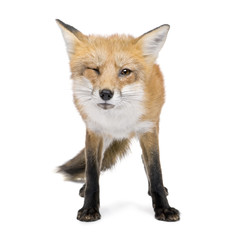 Red fox (4 years)- Vulpes vulpes