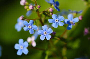 forget me not