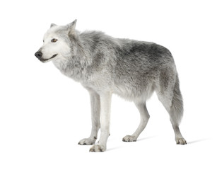 Loup de la vallée du Mackenzie (8 ans) - Canis lupus occidentalis