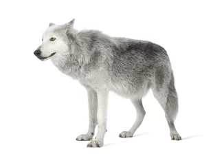 Photo sur Plexiglas Loup Loup de la vallée du Mackenzie (8 ans) - Canis lupus occidentalis