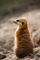 cute meerkat