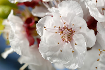 Almond Blossoms