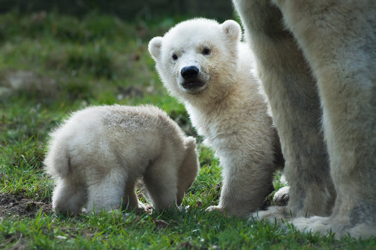 polar bear and cubs