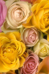 Pink and yellow roses