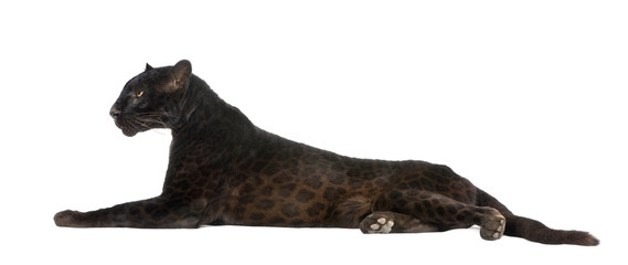 Schwarzer Leopard (6 Jahre)
