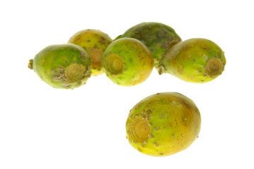 Kaktusfeige - prickly pear 11