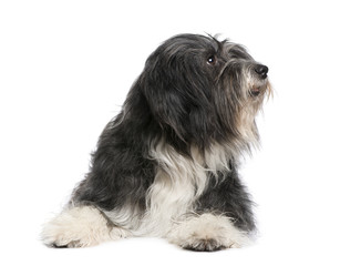 Tibetan Terrier (7 years)