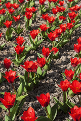 Fototapeta premium fleur de culture