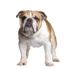 Obraz premium english Bulldog (3 years)
