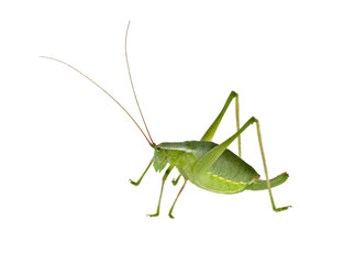 Green female bush-cricket ( long horned grasshopper)