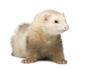 Obraz premium ferret - Mustela putorius furo
