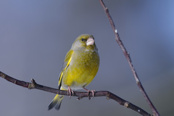 greenfinch portrait