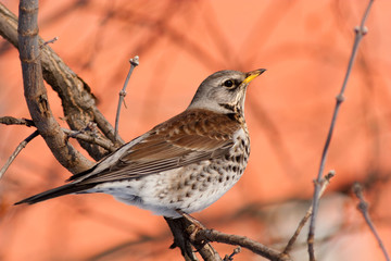 Turdus pilaris, Fieldfare