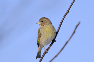 greenfinch portrait