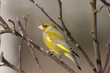 greenfinch portrait