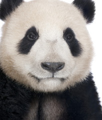 Obraz na płótnie Canvas panda (18 miesięcy)