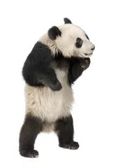 Photo sur Aluminium Panda Panda géant (18 mois) - Ailuropoda melanoleuca