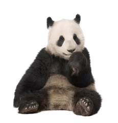 Stickers meubles Panda Panda géant (18 mois) - Ailuropoda melanoleuca