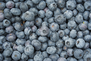 Blueberries