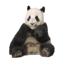 Obraz premium Giant Panda (18 months) - Ailuropoda melanoleuca