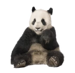Tableaux sur verre Panda Panda géant (18 mois) - Ailuropoda melanoleuca