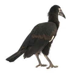 Obraz premium Young Southern Ground-hornbill - Bucorvus leadbeateri (18 months