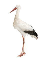 White Stork - Ciconia ciconia (18 months) - obrazy, fototapety, plakaty