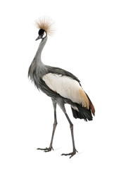 Grey Crowned Crane - Balearica regulorum (18 months)