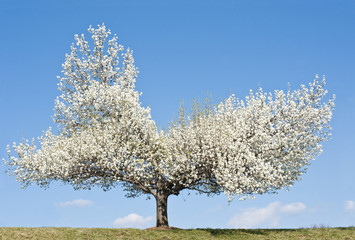 Pear blossoming on a background of the sky